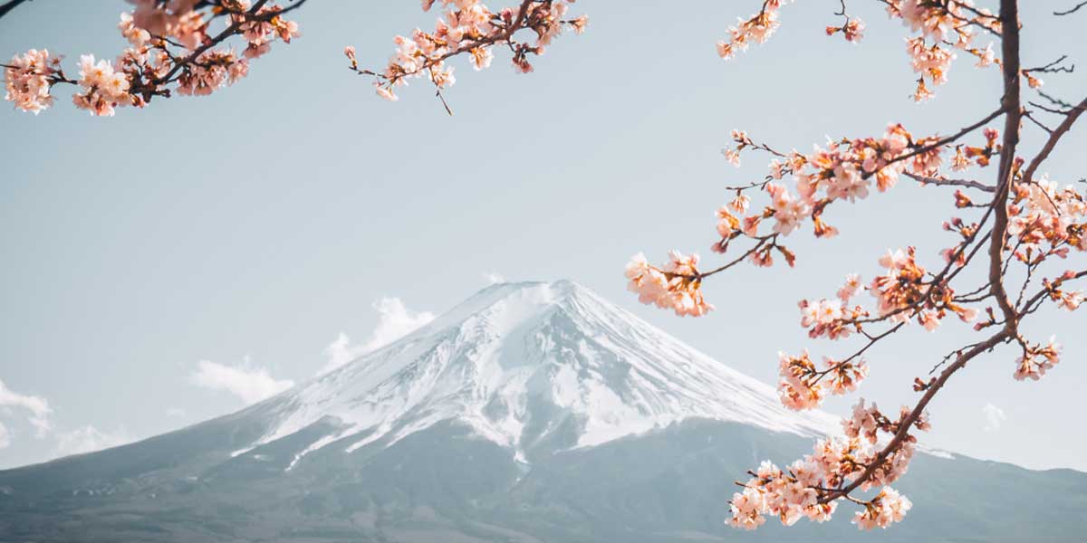 fuji mountain with sakura image